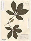 Herbarium sheet image thumbnail