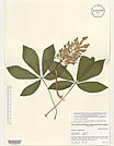 Herbarium sheet image thumbnail