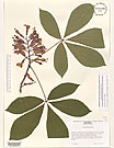 Herbarium sheet image thumbnail