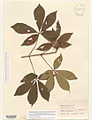 Herbarium sheet image thumbnail