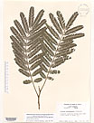 Herbarium sheet image thumbnail