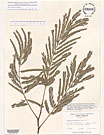 Herbarium sheet image thumbnail