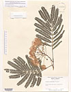 Herbarium sheet image thumbnail