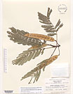 Herbarium sheet image thumbnail