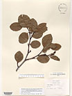 Herbarium sheet image thumbnail