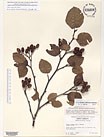 Herbarium sheet image thumbnail