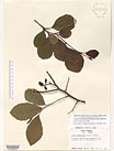 Herbarium sheet image thumbnail