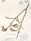 Herbarium sheet image thumbnail