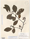Herbarium sheet image thumbnail