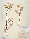Herbarium sheet image thumbnail