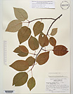 Herbarium sheet image thumbnail