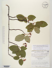 Herbarium sheet image thumbnail