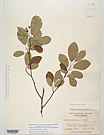 Herbarium sheet image thumbnail