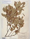 Herbarium sheet image thumbnail