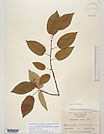 Herbarium sheet image thumbnail