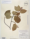 Herbarium sheet image thumbnail