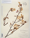 Herbarium sheet image thumbnail
