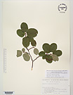 Herbarium sheet image thumbnail
