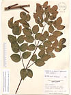 Herbarium sheet image thumbnail