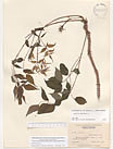 Herbarium sheet image thumbnail