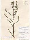 Herbarium sheet image thumbnail
