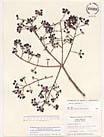 Herbarium sheet image thumbnail