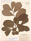 Herbarium sheet image thumbnail