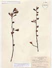 Herbarium sheet image thumbnail