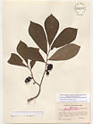 Herbarium sheet image thumbnail