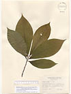 Herbarium sheet image thumbnail