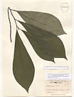 Herbarium sheet image thumbnail