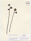 Herbarium sheet image thumbnail