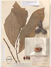 Herbarium sheet image thumbnail