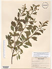 Herbarium sheet image thumbnail