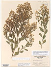 Herbarium sheet image thumbnail