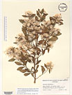 Herbarium sheet image thumbnail