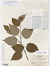 Herbarium sheet image thumbnail