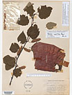 Herbarium sheet image thumbnail