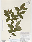 Herbarium sheet image thumbnail