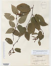 Herbarium sheet image thumbnail