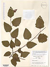 Herbarium sheet image thumbnail