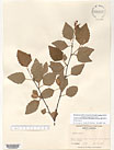 Herbarium sheet image thumbnail