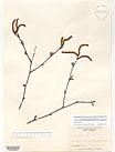 Herbarium sheet image thumbnail