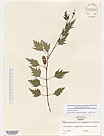 Herbarium sheet image thumbnail