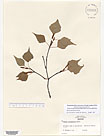 Herbarium sheet image thumbnail