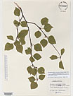 Herbarium sheet image thumbnail