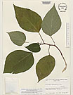 Herbarium sheet image thumbnail