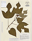 Herbarium sheet image thumbnail