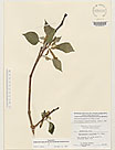 Herbarium sheet image thumbnail