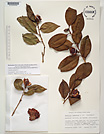 Herbarium sheet image thumbnail